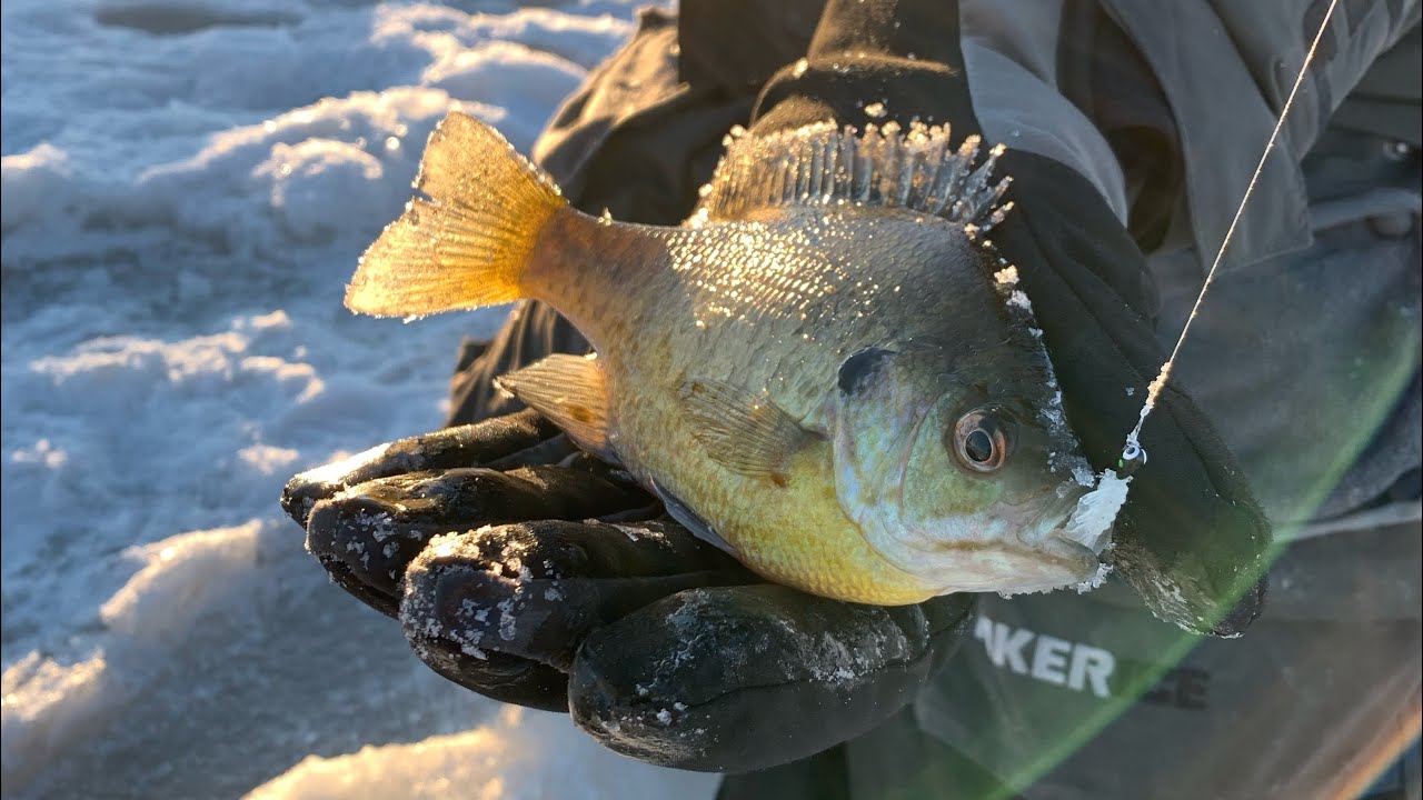 Ice Fishing, Rabbit Hunting, Pheasant Hunting; Michigan Out of Doors TV 