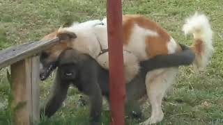 Cachorro fodendo macaco