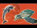 Marine Biome Quiz