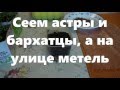 Сеем астры и бархатцы двумя способами (29, 16.04.16)