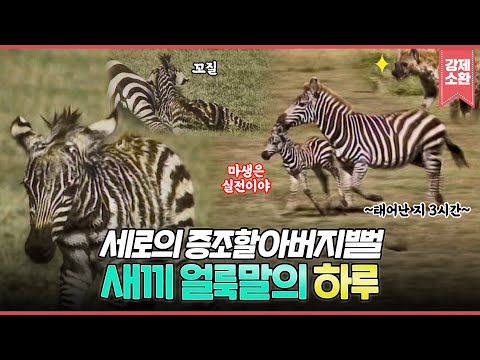 세로야 코코 온다 ~ 만약에 zebra 세로가 아프리카에 살았더라면🦓 갓 태어난 새끼 얼룩말의 실전 생존기 | #강제소환 | KBS 970812 방송