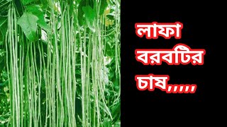 লাফা চাষ || Beans farming || Lafa Borboti Chad