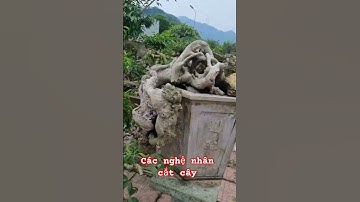 Các nghệ nhân cắt cây #huongsacdosinh #bonsaitihon #bonsai #bonsaivietnam #bonsaitree #shosp