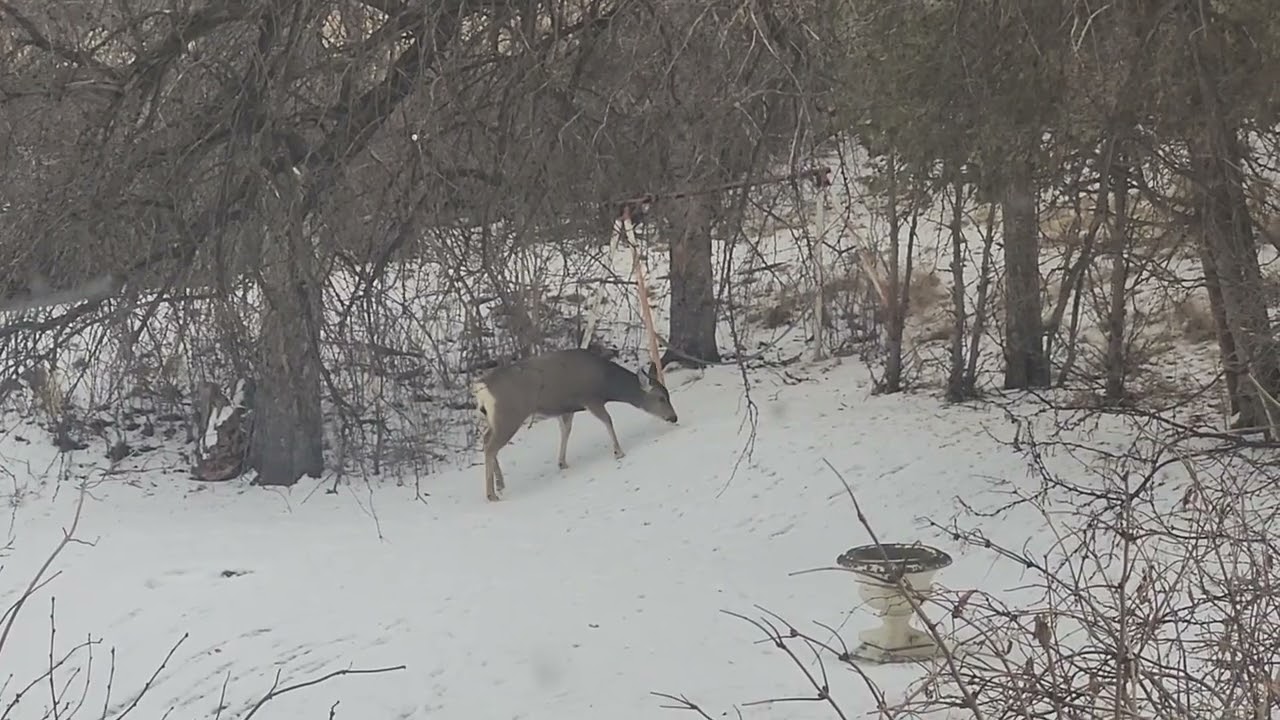 Family of deer from my window, can you believe?😊