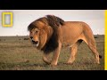 Warrior Watch: Protecting Kenya's Lions | Explorers in the Field