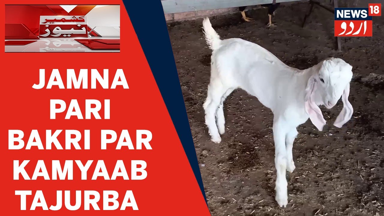 Kashmir News Sheep Husbandry Department Ka Jamnapari Bakri Par