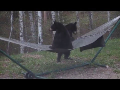 Bear Cub Hammock Wars  (For licensing or usage, contact licensing@viralhog.com)