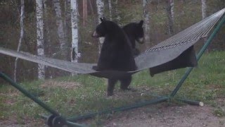Bear Cub Hammock Wars  (For licensing or usage, contact licensing@viralhog.com)