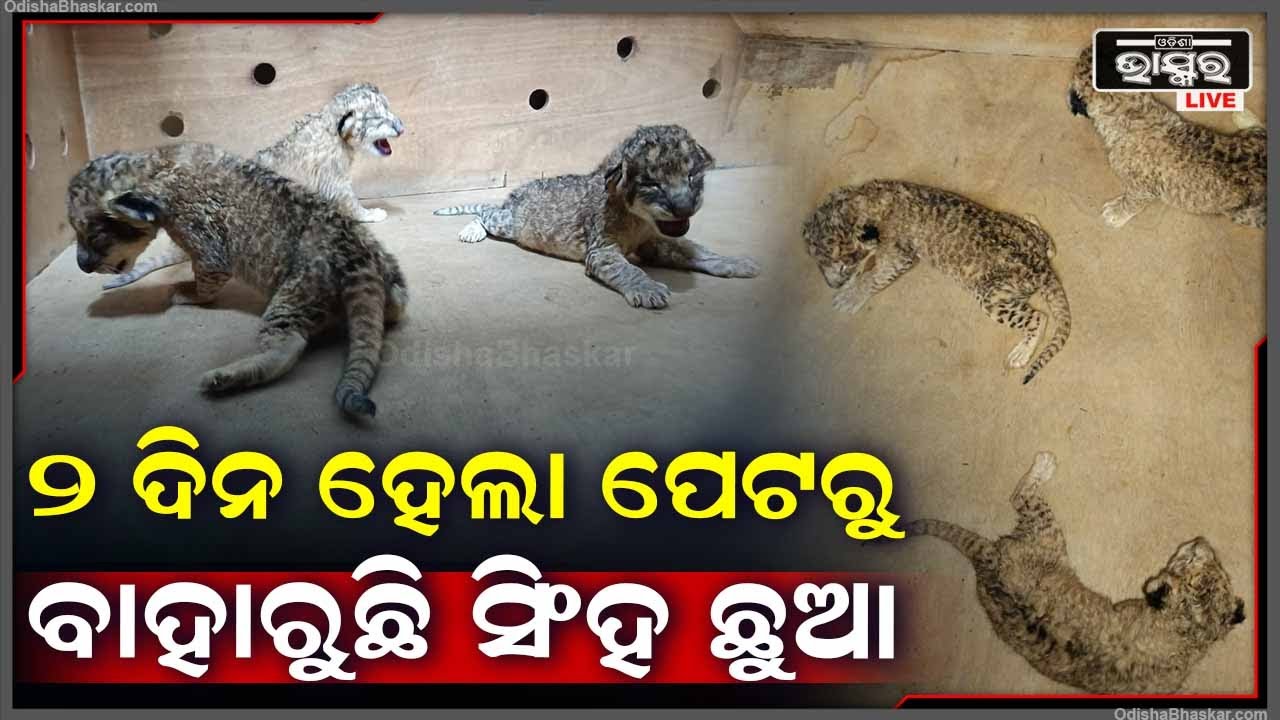 ହୋଲି ଆଗରୁ ସିଂହୀ ରେୱା ଦେଲା ଖୁସି ଖବର , ନନ୍ଦନକାନନ ପାଇଁ ଦେଲା ତାର ଶାବକଙ୍କୁ ଉପହାର I