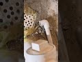 Inducer motor clogged. #hvac