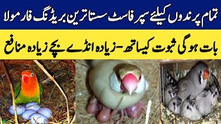 Fast Birds Breeding Formula | Birds Breeding Tips | How To Get Maximum Breed From Birds | Mini Zoo