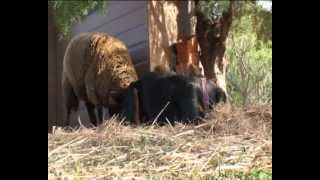 OVEJA AL BORDE DE UN ATAQUE DE NERVIOS!