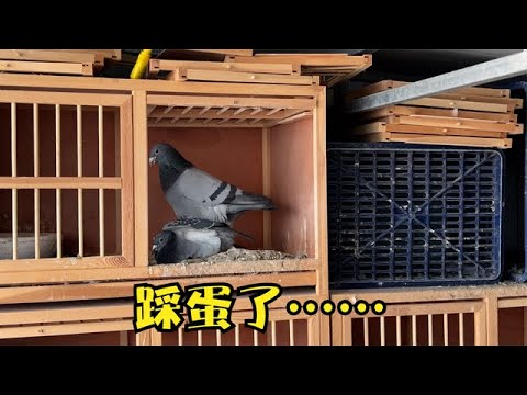 才配对3天的鸽子就踩蛋了，但还不能让它们下蛋繁殖，静等回暖