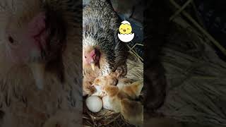 Chicks Hatched 🐣 from Egg #shorts #shortsvideo