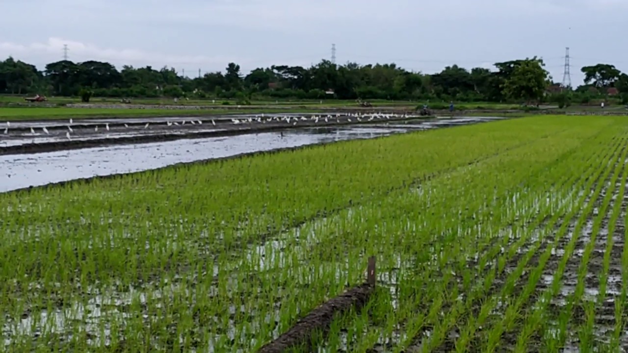 Ndaud Pinian Pari Sawah Di Tractor Burung Bangau Putih Berkumpul
