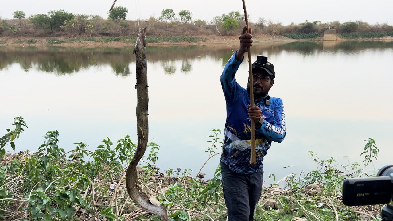 King cobra SIZE  Baam fish and NEW techniques cooking.