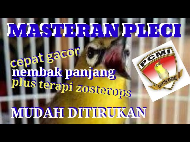 Masteran Pleci Biar Cepat Gacor, Nembak Wit Wit Ngesap Panjang, Ampuh Mudah Ditirukan class=