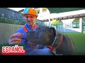 Blippi visita un Refugio de Animales | Aprende con Blippi