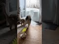 Husky’s Worst Winter Decision 🐶🥶#PetDrama #SnowFail #FunnyAnimals