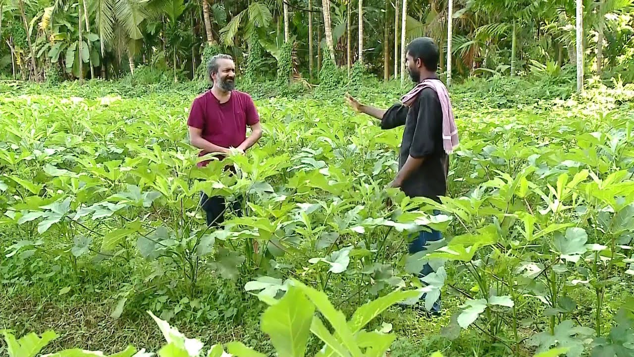 വെണ്ടക്കൃഷിയിൽ ലാഭം കൊയ്യാം; വിജയരഹസ്യം പറഞ്ഞ് കോഴിക്കോട്ടെ ഷാനവാസ് | Ladies Finger Farming