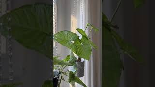 Plant Hanger Chandelier Seedor - Plant Aesthetic Store