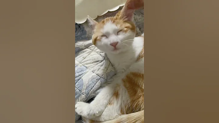 Video 10352991: cat pets funnycats, funnycats usa cat, funny cat usa pets, cat sleep pets