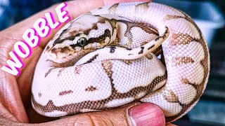 Spider Ball Pythons - Terrible Or Not