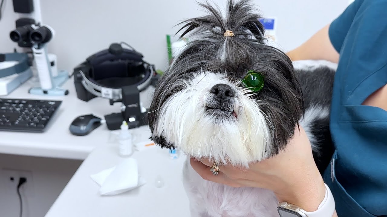 Shih Tzu Rescue Dog Visits Veterinary Ophthalmologist Cataracts In