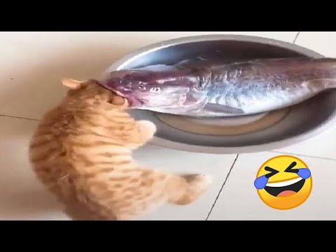 Funniest Cats and Dogs Videos 2024 πΉπΆ Best Funny Animal Videos π Funny Pets Zone #6
