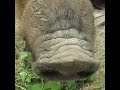 #pig #morning glory #mangalitsa