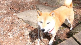 山を散歩したらやっぱりお嬢様だった柴犬