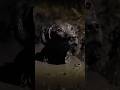 Dog Rescue in Deep Mud… Pulled Back from the Brink! 🐶🆘진흙에 빠진 강아지 구조… 생사의 경계에서 구해내다! 🐶🆘泥から子犬救出の奇跡だ！🐶🆘