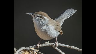 Bewick's Wren Family Clutch 2 Pip Watch Day 18 (Day Shift)