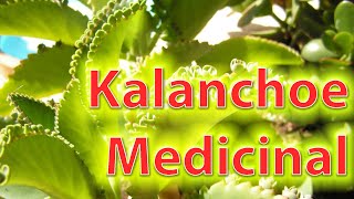 Benefits of Kalanchoe for the prevention of a runny nose - Каланхоэ для профилактики насморка