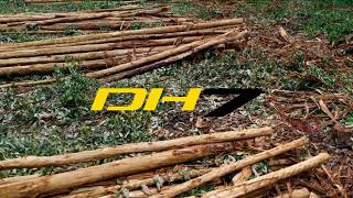 PONSSE DH7 - New Solution for Eucalyptus Operations