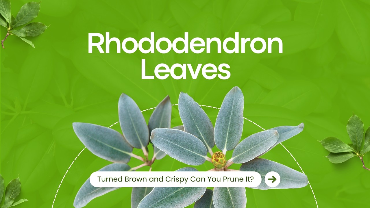 rhododendron drawing Botanical Plant Illustration main image 0