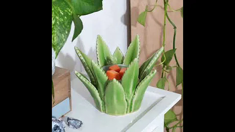 New Aloa Vera Warmer