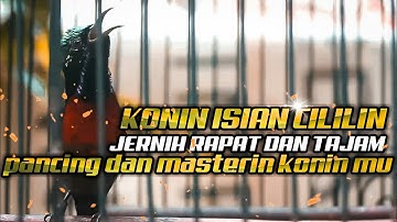 Konin isian cililin full rapet tajam