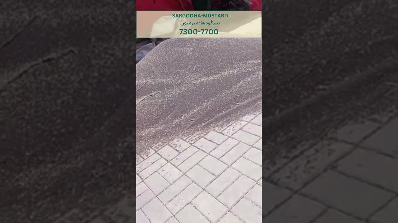 PAR: Sargodha Ghalla Mandi Mustard/Sarso Rates