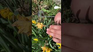 How to keep daffodils flowing year after year #plants  #reuse #DIY #seeds #lifehacks #shorts