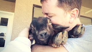 CASTRATING our BABY GOAT with a RUBBER BAND