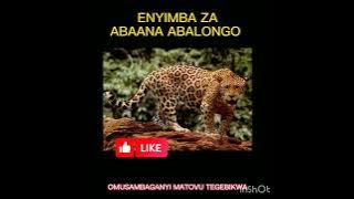 Enyimba Zabaana Abalongo @Omutakaweerematovumunasingo @kadongokamumusic