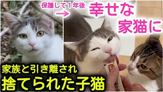 捨てられた子猫を保護して年...幸せな家猫になりました