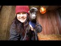 These TINY Goats were struggling, so I made them sweaters (Take heart, Gardener) | VLOG