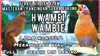 Terbaru 1 jam nonstop hwamei terapi air suara burung masteran Hwamei wambie gacor