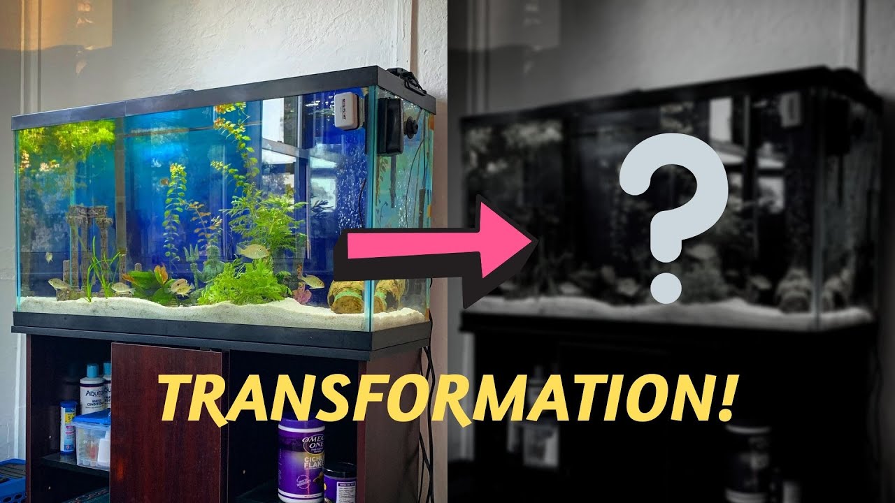 38 Gallon Aquarium  Transformation & Huge Upgrades 