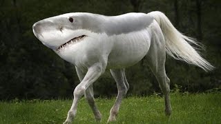 Top 10 des mutations animales les plus choquantes