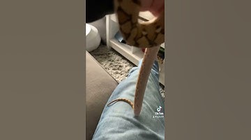 My cute retic Herman. #fyp #python #snakes #youtube #mochino #reticulatuspython #sweet