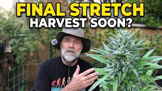 Skunk Off! Part 17 - Week 7 flowering Late Season Update