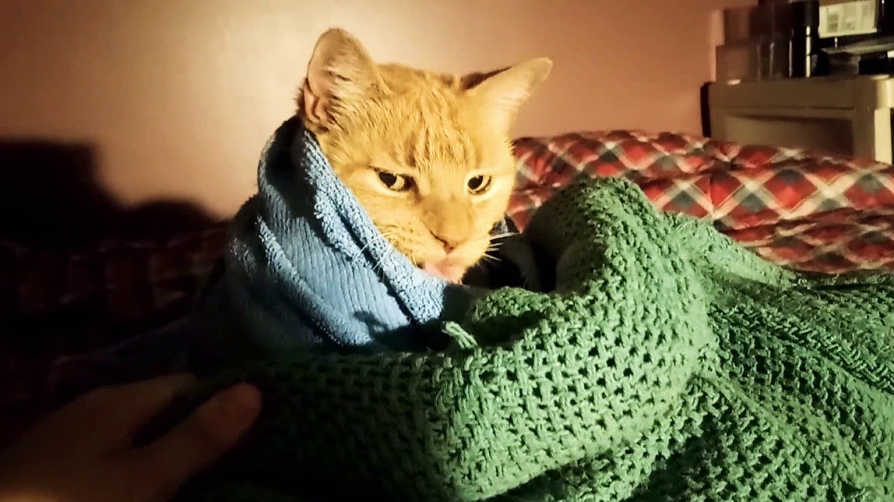 New Cat Wrapped In Blanket Cat Picture
